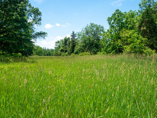 marshland on a sunny spring day in the park
