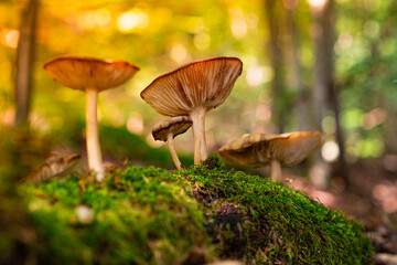 Beautiful photo of wild mushrooms.