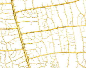 Dry leaf skeleton on transparent background.