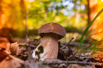 Cep Mushroom in a forest scene among fallen leaves in the sun