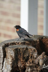 blackbird on a fence
