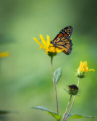 Monarch butterfly on flower