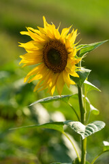 healthy sunflower in spring in the sun