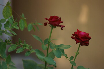 red roses