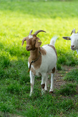 Naklejka na ściany i meble goat on organic farm in southern germany in a fresh green field during sunset