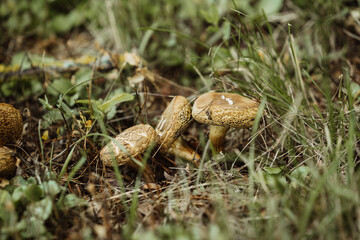 wild mushrooms in a southern german forest growing among the grass