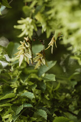 leaves hanging from a tree branch close-up
