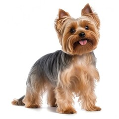 Yorkshire Terrier steel gold color isolated