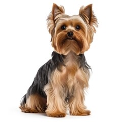 Yorkshire Terrier steel gold color isolated