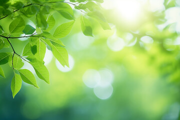 Beautiful nature background with green leaves on tree and blurry background with sunlight and bokeh