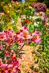 Close up of pink flowers with yellow centers over mulch path in colorful flower garden