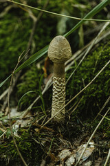 wild mushrooms in a southern german forest growing among the grass