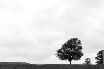 Black and white tone, silhouette and low angle view at one tree on the hill against cloudy sky. 