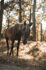 Ukraine, young horse, horse look, horse in the forest