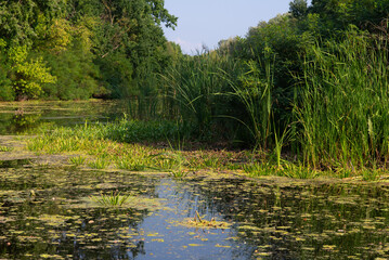 Island on the pond. Green island. Forest Lake. Green island of nature. Pond in summer.