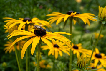 bee on yellow flower