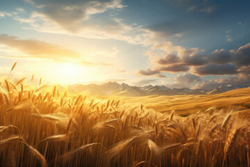 Obraz premium Vast fields of wheat with warm sun