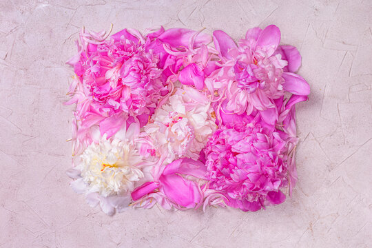 Abstract floral background layout. Peonies on pink surface. Romantic composition, flat lay, top view