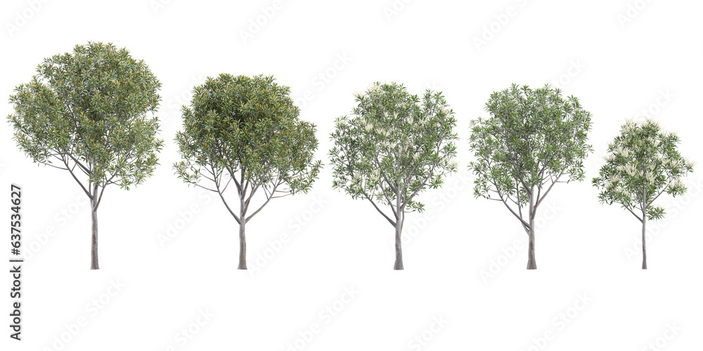 Poster set of photorealistic 3d rendering of acacia,eucalyptus trees with ground shadows, cutout with trans