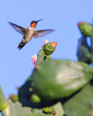 Hummingbird feeding on a Cactus Flower © Thomas