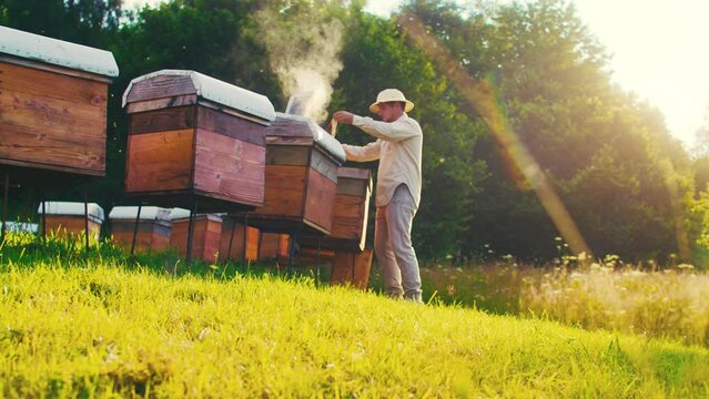 Side-view of professional young beekeeper in protection using bee smoker calming bees picking honeycomb frames. Skilled man working on apiary collecting honey from beehives. Apiculture concept.