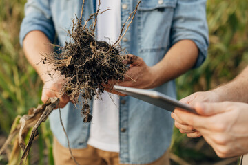 Two people inspecting a root of a plant outdoor, closeup.