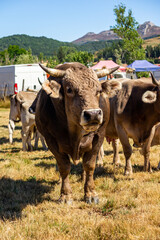 Toro de raza ratina con su rebaño. Imagen vertical.