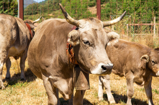 Vaca de raza ratina con cencerro en un corral.