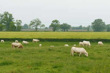Cows of a light Aquitanian breed graze on a green meadow in spring.