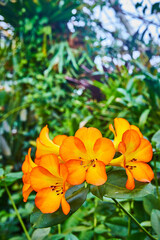 Vibrant orange flowers close up with hint of yellow in petals and green plants in background
