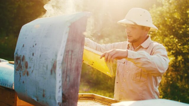Side-view of a handsome Caucasian man working in apiary, opening beehive picking honeycomb frame looking at it observing. Skillfull apiculturist wearing protection using bee smoker.