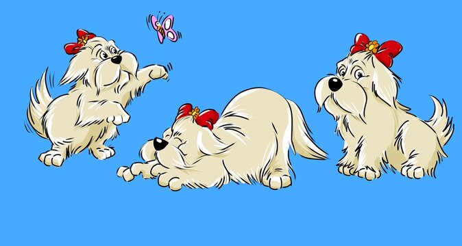 cute Lhasa Apso dog playing poses with butterfly