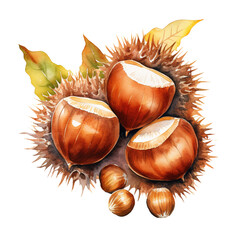 Watercolor chestnut on transparent background, fall design elements