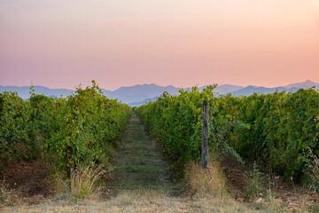 Fototapeta premium Vineyards in Montenegro. Rows of vine on a grape field at sunset . Wine industry. Agriculture and farming concept