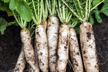 Daikon white radish in garden. Bunch of organic dirty daikon harvest with green tops on soil ground...
