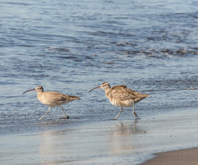 a pair of common whimbrels in southern chilean beach searching some food