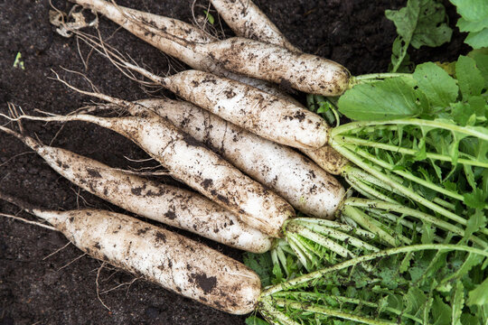 Daikon white radish in garden. Bunch of organic dirty daikon harvest with green tops on soil ground close up