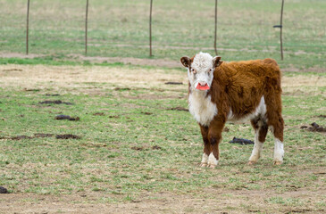 Brown and white Hereford calf in a field with a plastic weaning noseplate attached to its muzzle