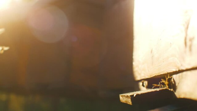 Close up of flying bees. Wooden beehive and bees. Plenty of bees at entrance of old bee hive in apiary. Returning to beehives against setting sun. Working bees on plank. Frames of a beehive.