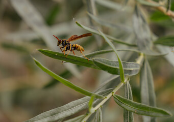 Yellow jacket on a leaf macro 