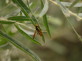 Hornet on a leaf with fuzz 