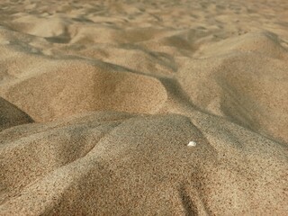 Fototapeta na wymiar Seashell on golden sand of the beach