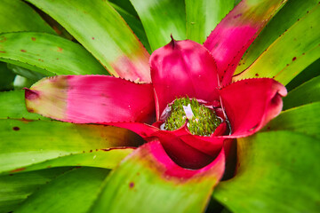 Macro green succulent with hot pink center and tiny green center with soft pink flower blooming
