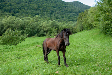The horse is black in autumn, sunny day.