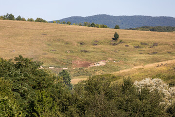 Obraz premium Green summer landscape in rural Romania