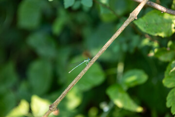 Enallagma cyathigerum (common blue damselfly, common bluet, or northern bluet)