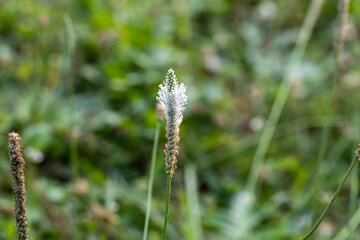 Habitat for insects, wildflowers and herbs in rural garden.