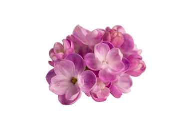 Fototapeta na wymiar Beautiful lilac flower very close up
