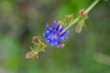Habitat for insects, wildflowers and herbs in rural garden.