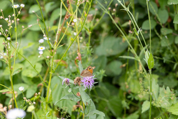 Habitat for insects, wildflowers and herbs in rural garden.